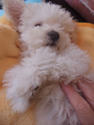 ビションフリーゼ フントヒュッテ hundehutte スリッカーブラシ ブラッシング コーミング コーム 日頃のケア こいぬ 仔犬 子犬 6