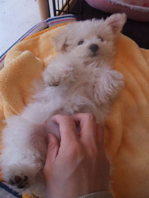 ビションフリーゼ フントヒュッテ hundehutte スリッカーブラシ ブラッシング コーミング コーム 日頃のケア こいぬ 仔犬 子犬 15