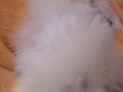 ビションフリーゼ フントヒュッテ hundehutte スリッカーブラシ ブラッシング コーミング コーム 日頃のケア こいぬ 仔犬 子犬 24