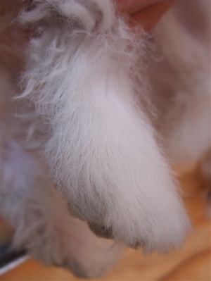 ビションフリーゼ フントヒュッテ hundehutte スリッカーブラシ ブラッシング コーミング コーム 日頃のケア こいぬ 仔犬 子犬 28