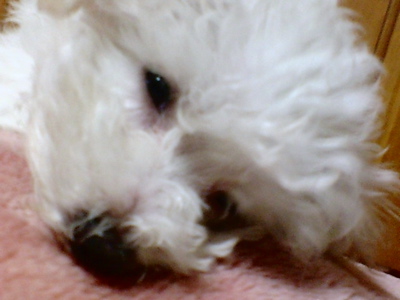 ¥Ó¥·¥ç¥ó¥Õ¥ê¡¼¥¼¡¡¥Õ¥ó¥È¥Ò¥å¥Ã¥Æ¡¡hundehutte¡¡»Æ¸¤¡¡¤³¤¤¤Ì¡¡»Ò¸¤¡¡ÅìµþÅÔ¡¡Ê¸µþ¶è