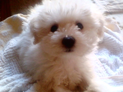 ¥Ó¥·¥ç¥ó¥Õ¥ê¡¼¥¼¡¡¥Õ¥ó¥È¥Ò¥å¥Ã¥Æ¡¡hundehutte¡¡¤³¤¤¤Ì¡¡»Æ¸¤¡¡»Ò¸¤¡¡ÅìµþÅÔ¡¡Ê¸µþ¶è¡¡2