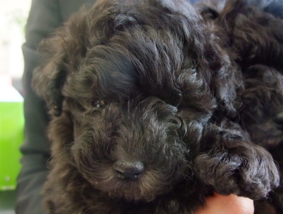 トイ・プードル トイプー シルバー こいぬ 仔犬 子犬 フントヒュッテ hundehutte 東京都 文京区 1