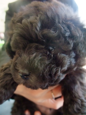 トイ・プードル トイプー シルバー こいぬ 仔犬 子犬 フントヒュッテ hundehutte 東京都 文京区 3