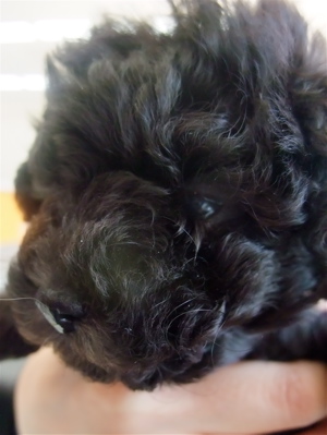 トイ・プードル トイプー シルバー こいぬ 仔犬 子犬 フントヒュッテ hundehutte 東京都 文京区 5