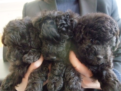トイ・プードル トイプー シルバー こいぬ 仔犬 子犬 フントヒュッテ hundehutte 東京都 文京区 6