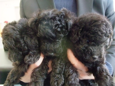 トイ・プードル トイプー シルバー こいぬ 仔犬 子犬 フントヒュッテ hundehutte 東京都 文京区 7