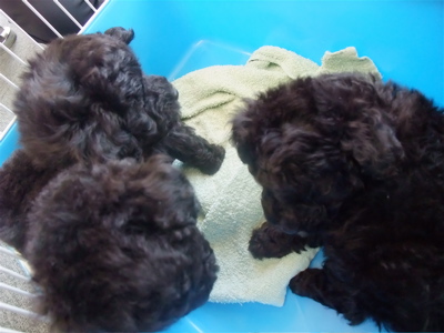 トイ・プードル トイプー シルバー こいぬ 仔犬 子犬 フントヒュッテ hundehutte 東京都 文京区 9