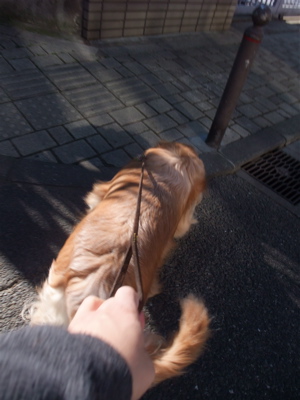 ゴールデンレトリーバー トリミング シャンプー フントヒュッテ hundehutte 東京都 文京区 1