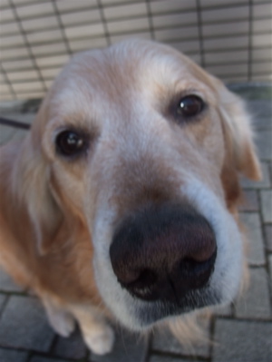 ゴールデンレトリーバー トリミング シャンプー フントヒュッテ hundehutte 東京都 文京区 2