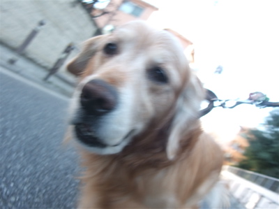 ゴールデンレトリーバー トリミング シャンプー フントヒュッテ hundehutte 東京都 文京区 4