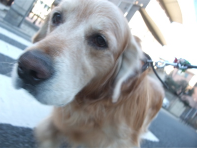 ゴールデンレトリーバー トリミング シャンプー フントヒュッテ hundehutte 東京都 文京区 6