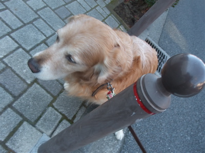 ゴールデンレトリーバー トリミング シャンプー フントヒュッテ hundehutte 東京都 文京区 7