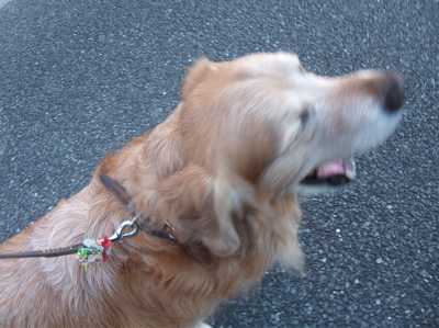 ゴールデンレトリーバー トリミング シャンプー フントヒュッテ hundehutte 東京都 文京区 8