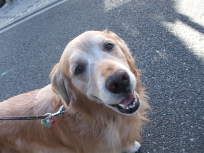 ゴールデンレトリーバー トリミング シャンプー フントヒュッテ hundehutte 東京都 文京区 9