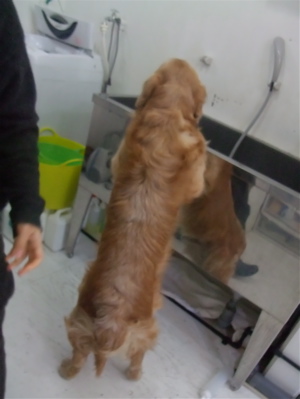 ゴールデンレトリーバー トリミング シャンプー フントヒュッテ hundehutte 東京都 文京区 10