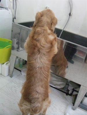 ゴールデンレトリーバー トリミング シャンプー フントヒュッテ hundehutte 東京都 文京区 11