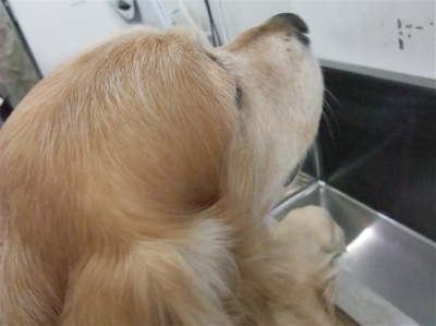 ゴールデンレトリーバー トリミング シャンプー フントヒュッテ hundehutte 東京都 文京区 12