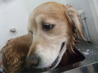 ゴールデンレトリーバー トリミング シャンプー フントヒュッテ hundehutte 東京都 文京区 13