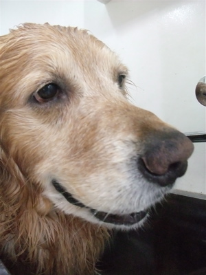 ゴールデンレトリーバー トリミング シャンプー フントヒュッテ hundehutte 東京都 文京区 14