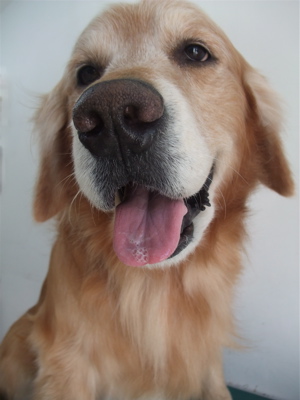 ゴールデンレトリーバー トリミング シャンプー フントヒュッテ hundehutte 東京都 文京区 15