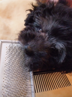 トイプードル シルバー フントヒュッテ hudehutte こいぬ 仔犬 子犬 ブラッシング スリッカーブラシ コーム 1