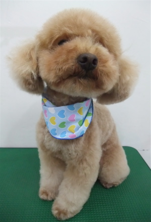 トイプードル アプリコット トリミング カット シャンプー フントヒュッテ hundehutte 東京都文京区 1