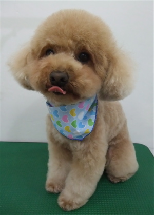 トイプードル アプリコット トリミング カット シャンプー フントヒュッテ hundehutte 東京都文京区 2