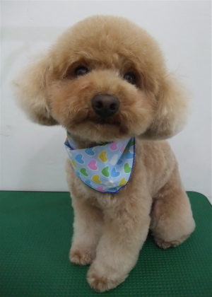 トイプードル アプリコット トリミング カット シャンプー フントヒュッテ hundehutte 東京都文京区 3