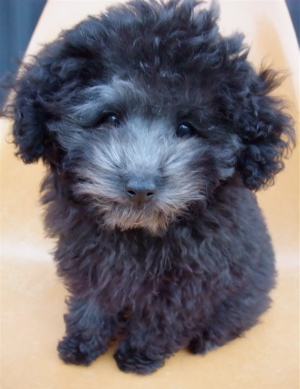 トイプードル シルバー フントヒュッテ hundehutte こいぬ情報 仔犬情報 子犬情報 東京都文京区 1