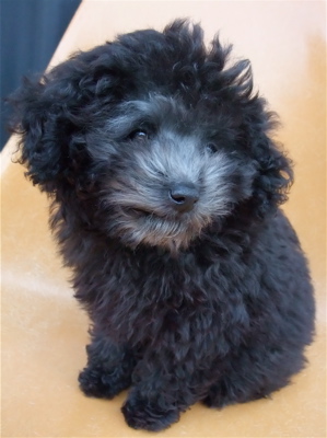 トイプードル シルバー フントヒュッテ hundehutte こいぬ情報 仔犬情報 子犬情報 東京都文京区 2