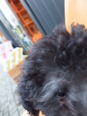 トイプードル シルバー フントヒュッテ hundehutte こいぬ情報 仔犬情報 子犬情報 東京都文京区 3