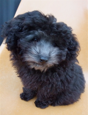 トイプードル シルバー フントヒュッテ hundehutte こいぬ情報 仔犬情報 子犬情報 東京都文京区 4