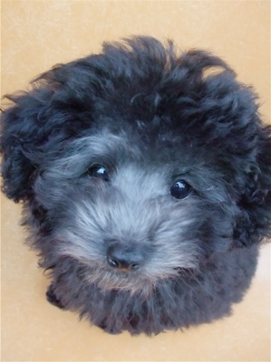 トイプードル シルバー フントヒュッテ hundehutte こいぬ情報 仔犬情報 子犬情報 東京都文京区 5