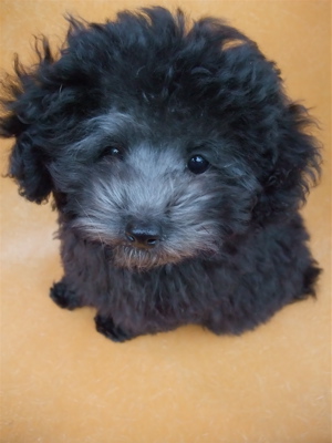 トイプードル シルバー フントヒュッテ hundehutte こいぬ情報 仔犬情報 子犬情報 東京都文京区 7