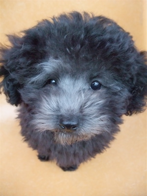 トイプードル シルバー フントヒュッテ hundehutte こいぬ情報 仔犬情報 子犬情報 東京都文京区 9