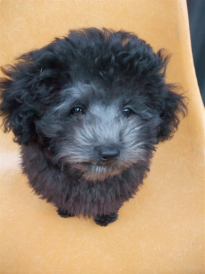 トイプードル シルバー フントヒュッテ hundehutte こいぬ情報 仔犬情報 子犬情報 東京都文京区 10