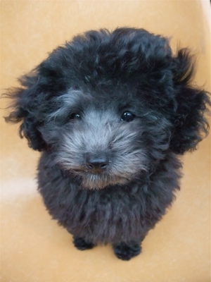 トイプードル シルバー フントヒュッテ hundehutte こいぬ情報 仔犬情報 子犬情報 東京都文京区 11