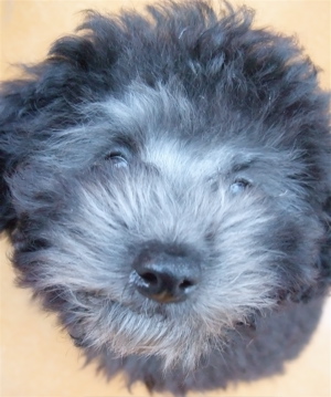 トイプードル シルバー フントヒュッテ hundehutte こいぬ情報 仔犬情報 子犬情報 東京都文京区 6