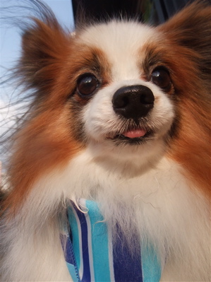 パピヨン トリミング シャンプー フントヒュッテ hundehutte トリミングサロン 東京都文京区 1