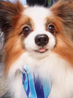 パピヨン トリミング シャンプー フントヒュッテ hundehutte トリミングサロン 東京都文京区 2