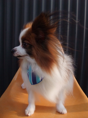 パピヨン トリミング シャンプー フントヒュッテ hundehutte トリミングサロン 東京都文京区 3
