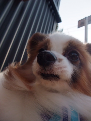 パピヨン トリミング シャンプー フントヒュッテ hundehutte トリミングサロン 東京都文京区 4