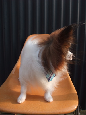 パピヨン トリミング シャンプー フントヒュッテ hundehutte トリミングサロン 東京都文京区 5
