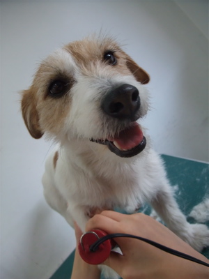 ジャックラッセルテリア トリミング カット シャンプー フントヒュッテ hundehutte 東京 文京区 トリミングサロン 1
