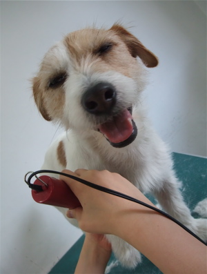 ジャックラッセルテリア トリミング カット シャンプー フントヒュッテ hundehutte 東京 文京区 トリミングサロン 2