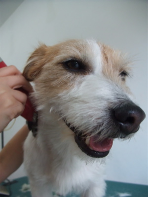 ジャックラッセルテリア トリミング カット シャンプー フントヒュッテ hundehutte 東京 文京区 トリミングサロン 3