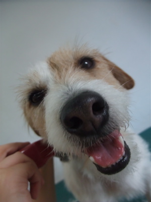ジャックラッセルテリア トリミング カット シャンプー フントヒュッテ hundehutte 東京 文京区 トリミングサロン 4