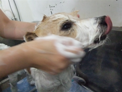 ジャックラッセルテリア トリミング カット シャンプー フントヒュッテ hundehutte 東京 文京区 トリミングサロン 7