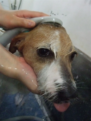 ジャックラッセルテリア トリミング カット シャンプー フントヒュッテ hundehutte 東京 文京区 トリミングサロン 10